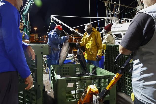 Fotos: 115.000 kilos de bonito en el Musel