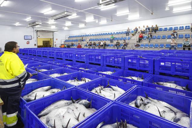 Fotos: 115.000 kilos de bonito en el Musel