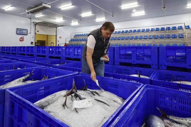 Fotos: 115.000 kilos de bonito en el Musel