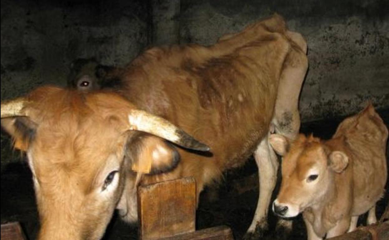 Imagen de archivo de reses.