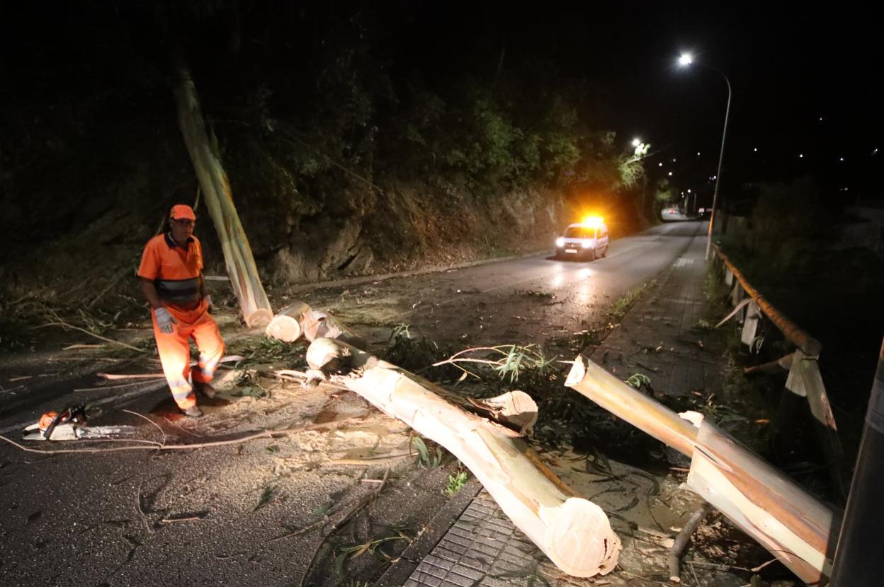 Personal de Carreteras retiró el eucalipto caído el sábado. 