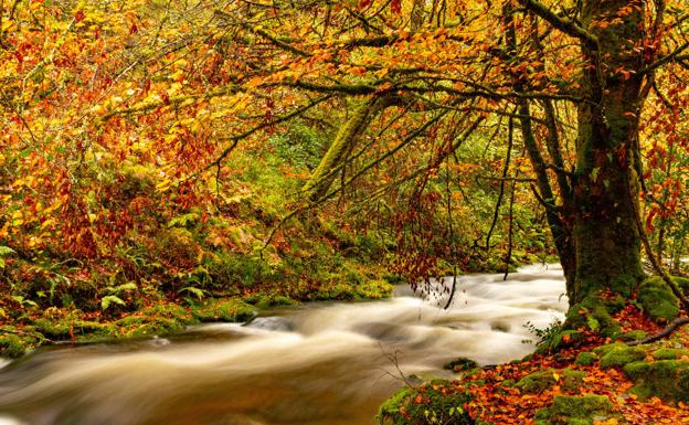 Para visitar el Bosque de Muniellos es importante la cita previa