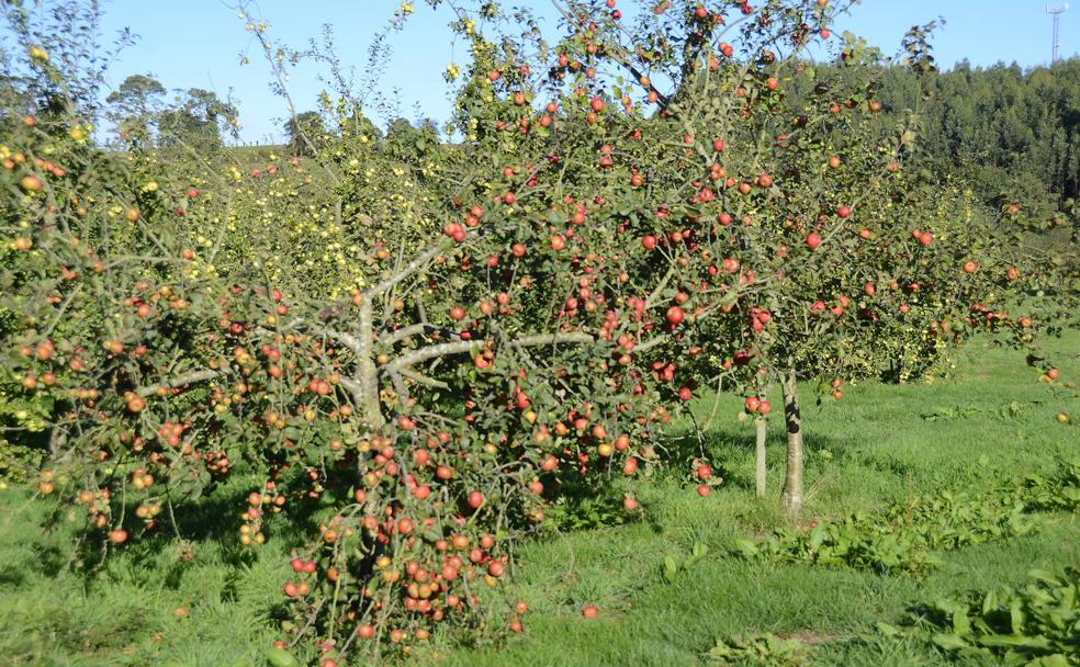 Seis planes para hacer este otoño con niños en Asturias