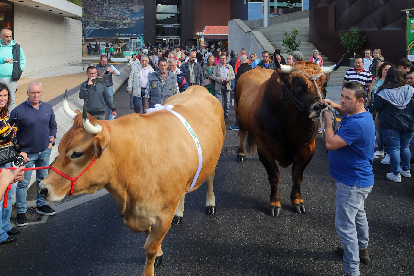 Fotos: La esencia de Agropec, la feria del campo asturiano