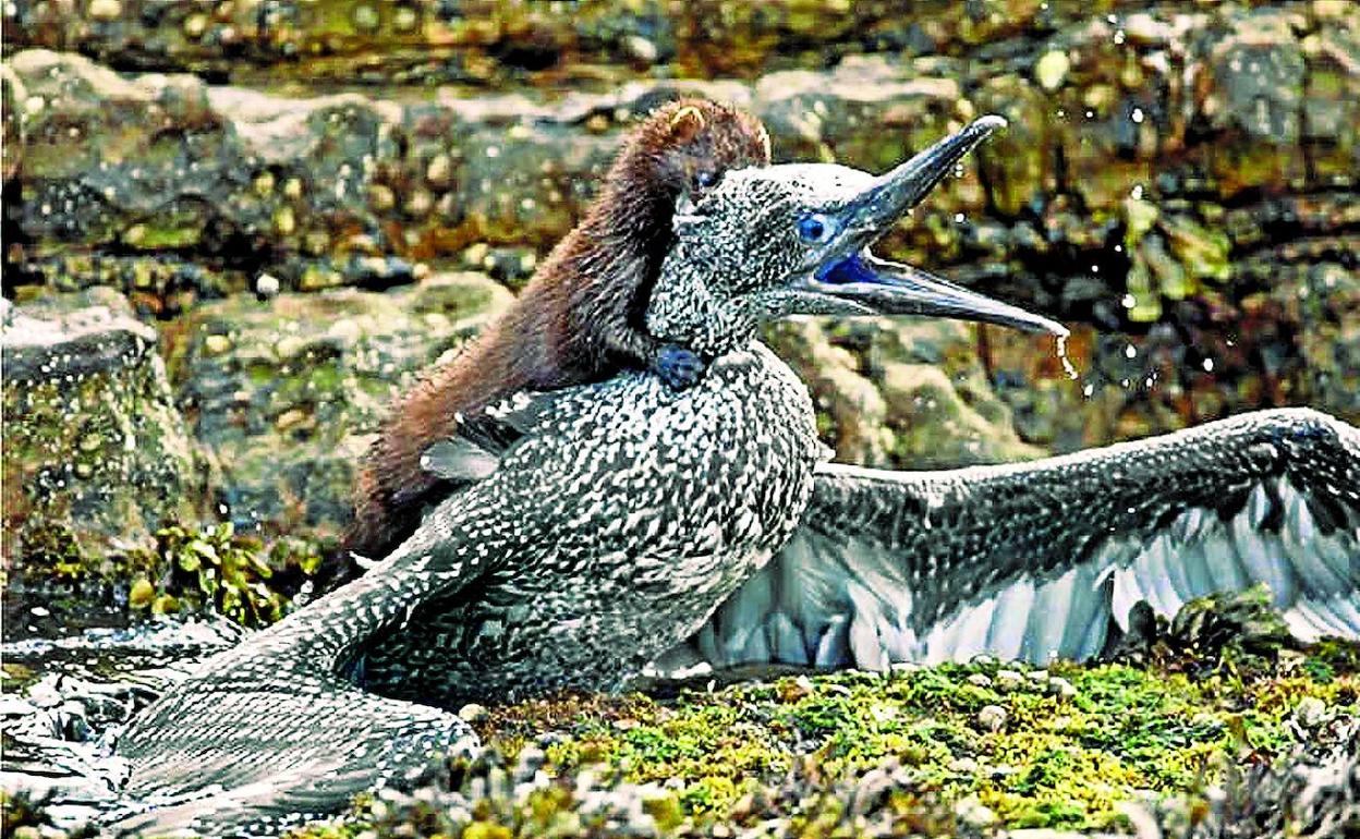 El visón americano se ha convertido en un peligro para cormoranes y gaviotas. 