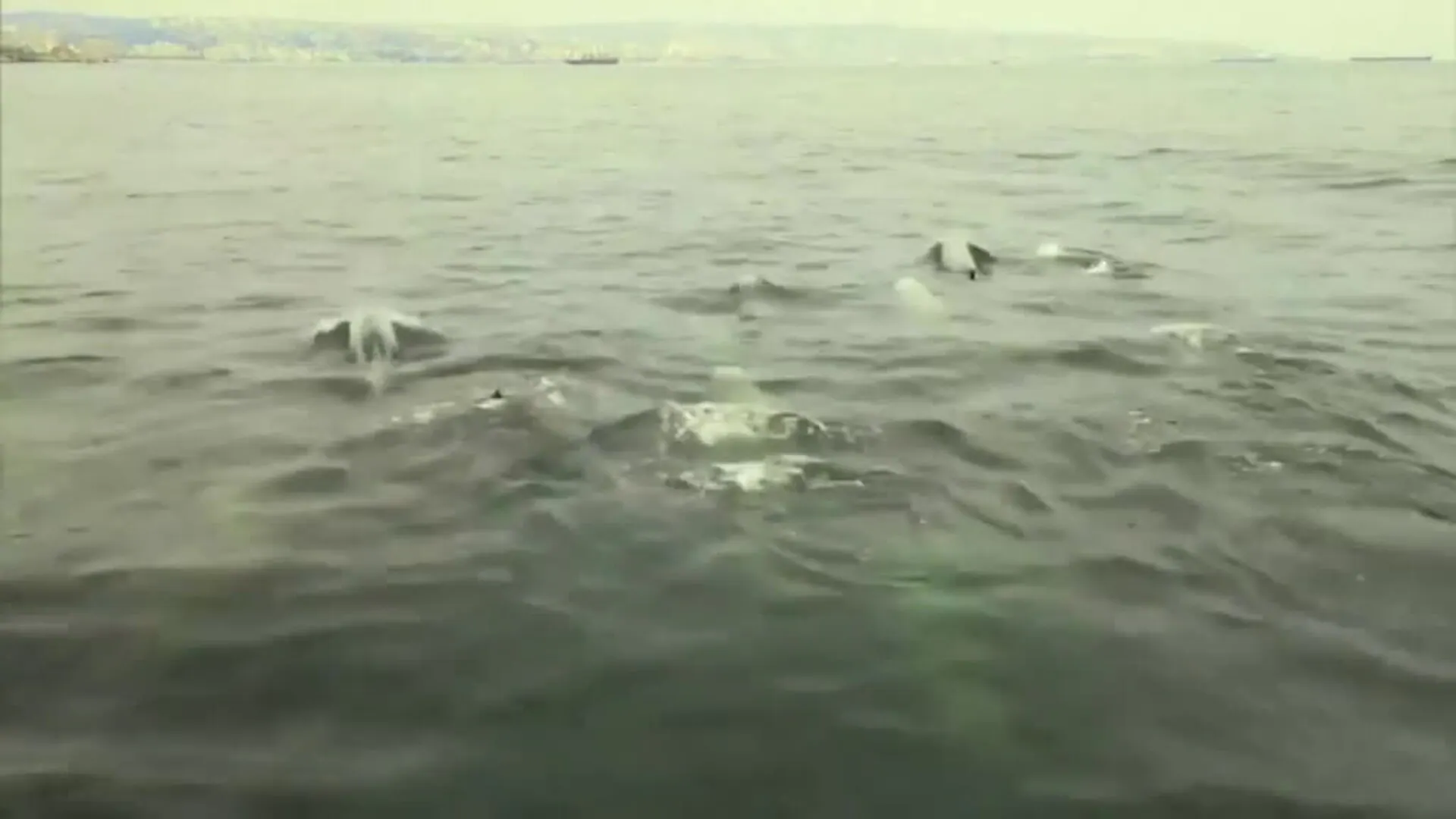 Medio centenar de delfines surca las aguas de Valparaíso en Chile