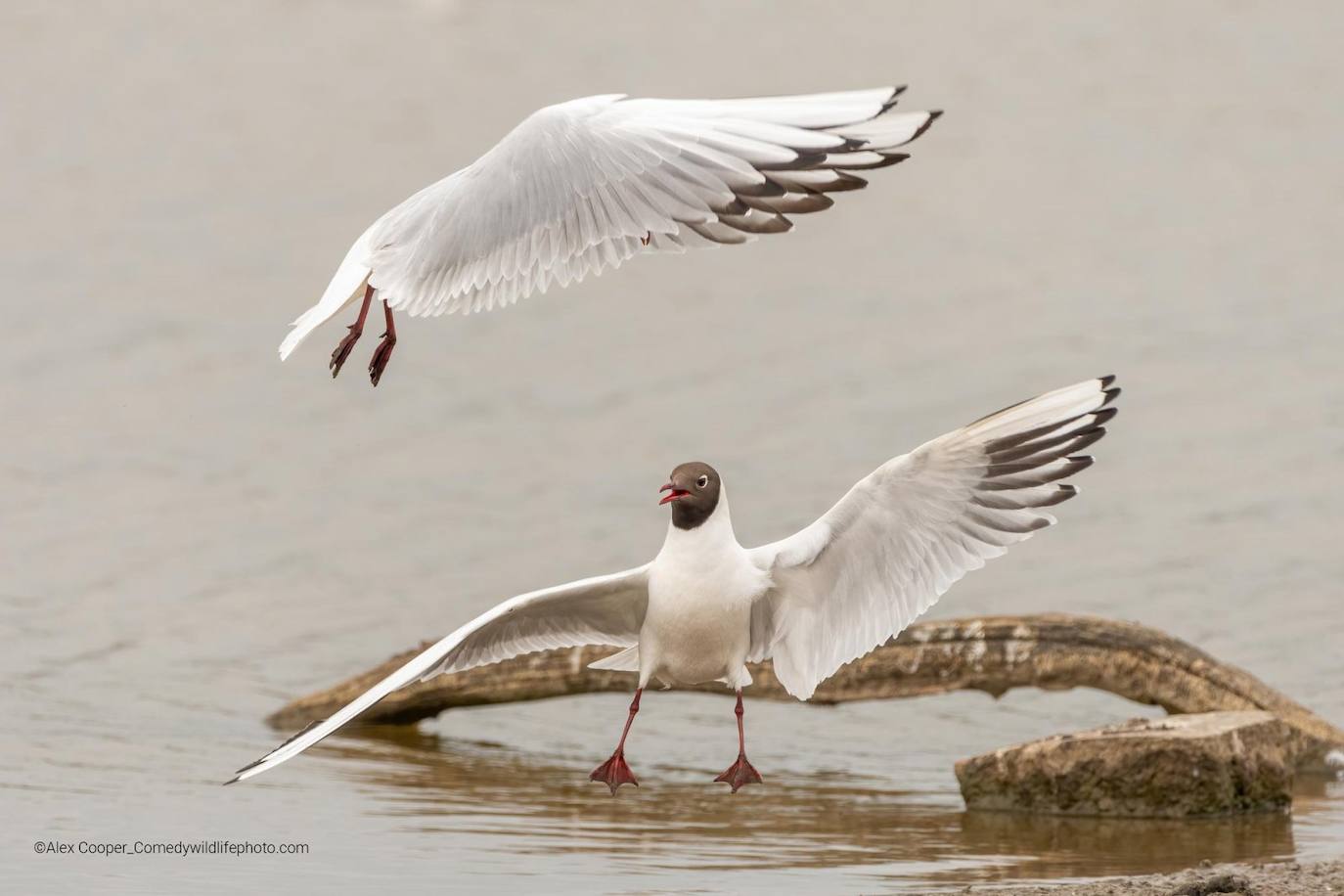 “¿Tiene un momento para hablar sobre nuestro Señor y Salvador, T-Rex?”: Dos gaviotas reidoras se pelean por el territorio durante la temporada de cría, en RSPB