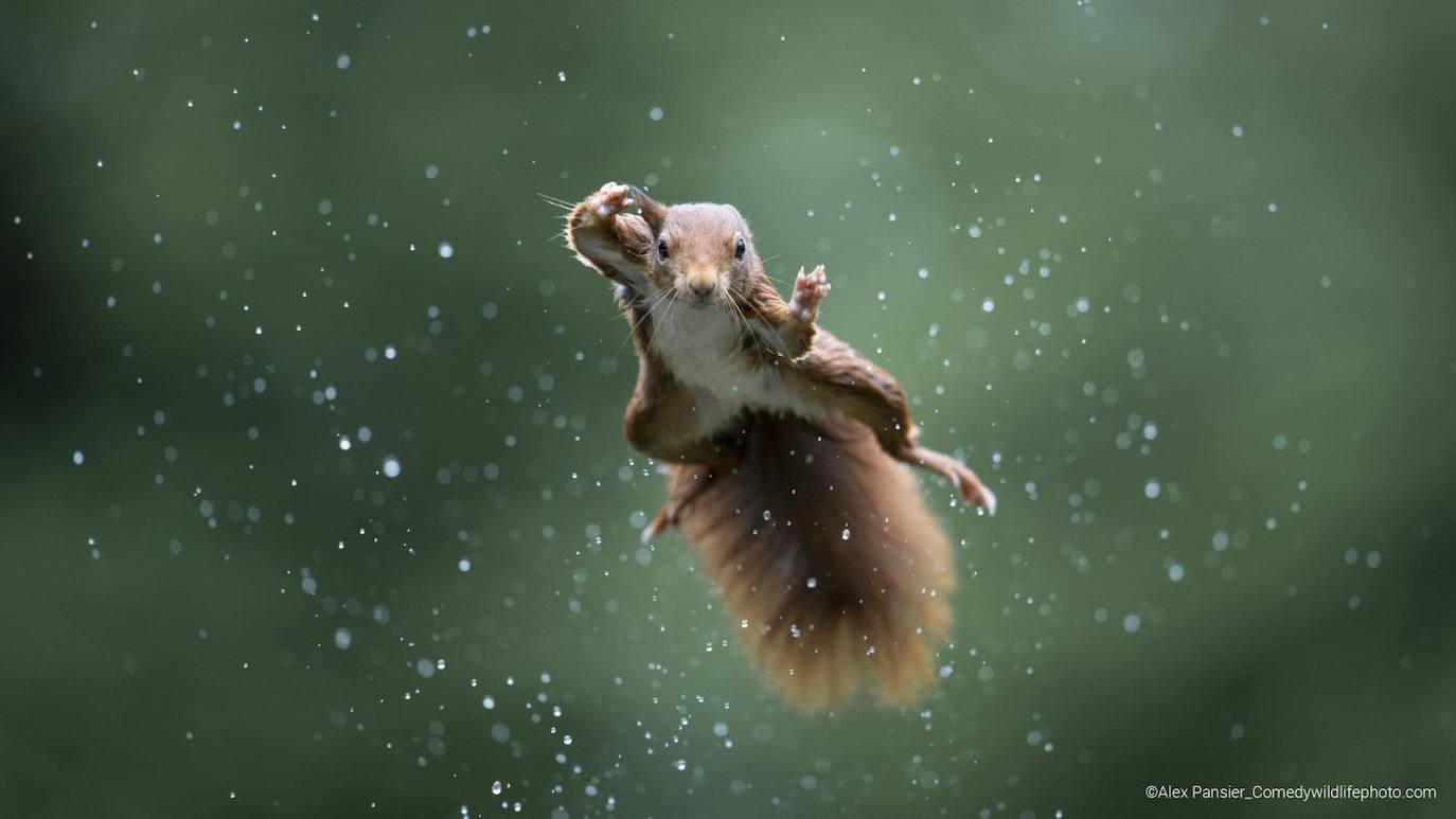 "Jumping Jack": Una ardilla roja salta durante una tormenta.