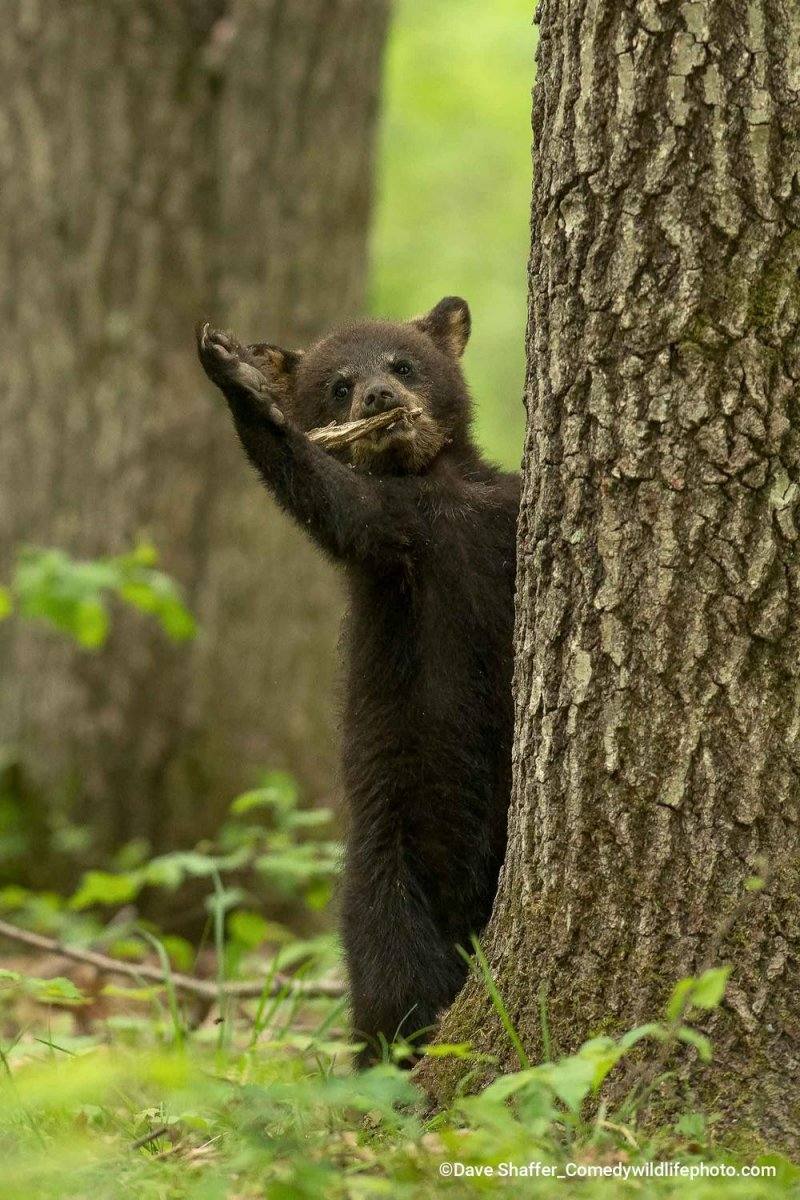 “Llamada a la cortina II": Este pequeño se divirtió mucho jugando con un palo. El fotógrafo confiesa que también se lo pasó bien observándolo.