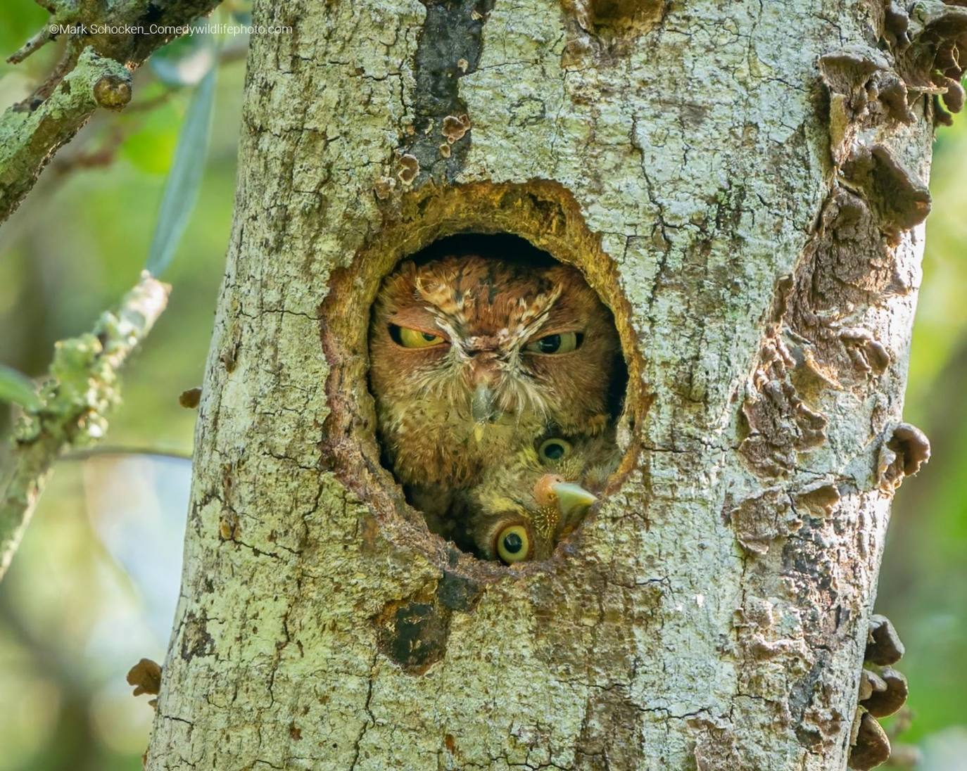 "¡Ajuste apretado!": Un mochuelo de un parque local en Florida trató de meterse en el nido con su mamá, tal vez para ver el mundo exterior por primera vez. 