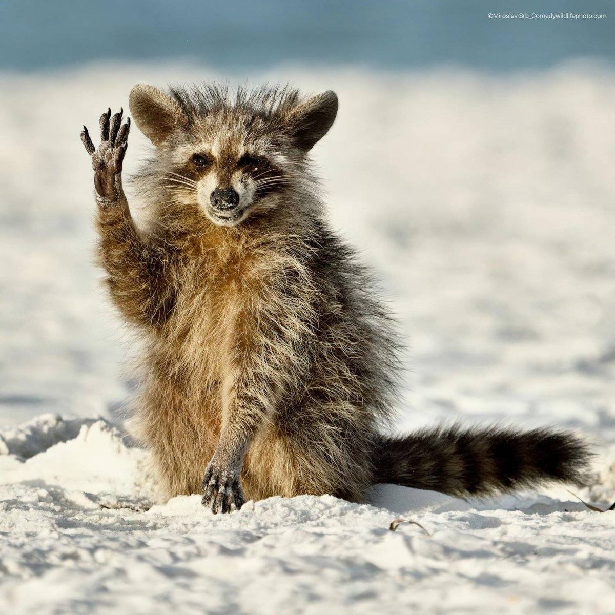 “Hola a todos”: El autor de la foto cuenta que dio de comer camarones al mapache en una playa de Florida. Así fue como se lo agradeció