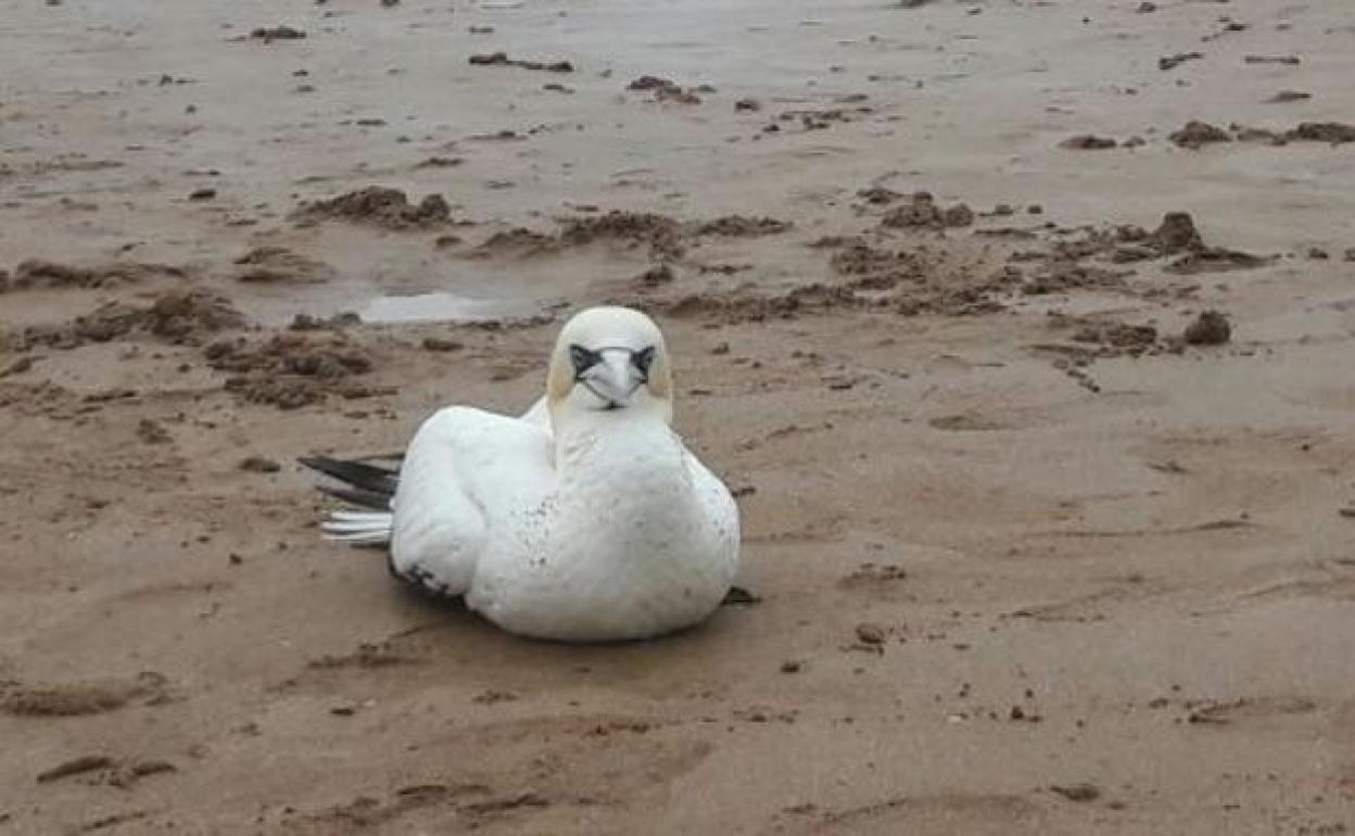 Castrillón pone en guardia a los propietarios de aves tras el caso de gripe aviar en Bayas