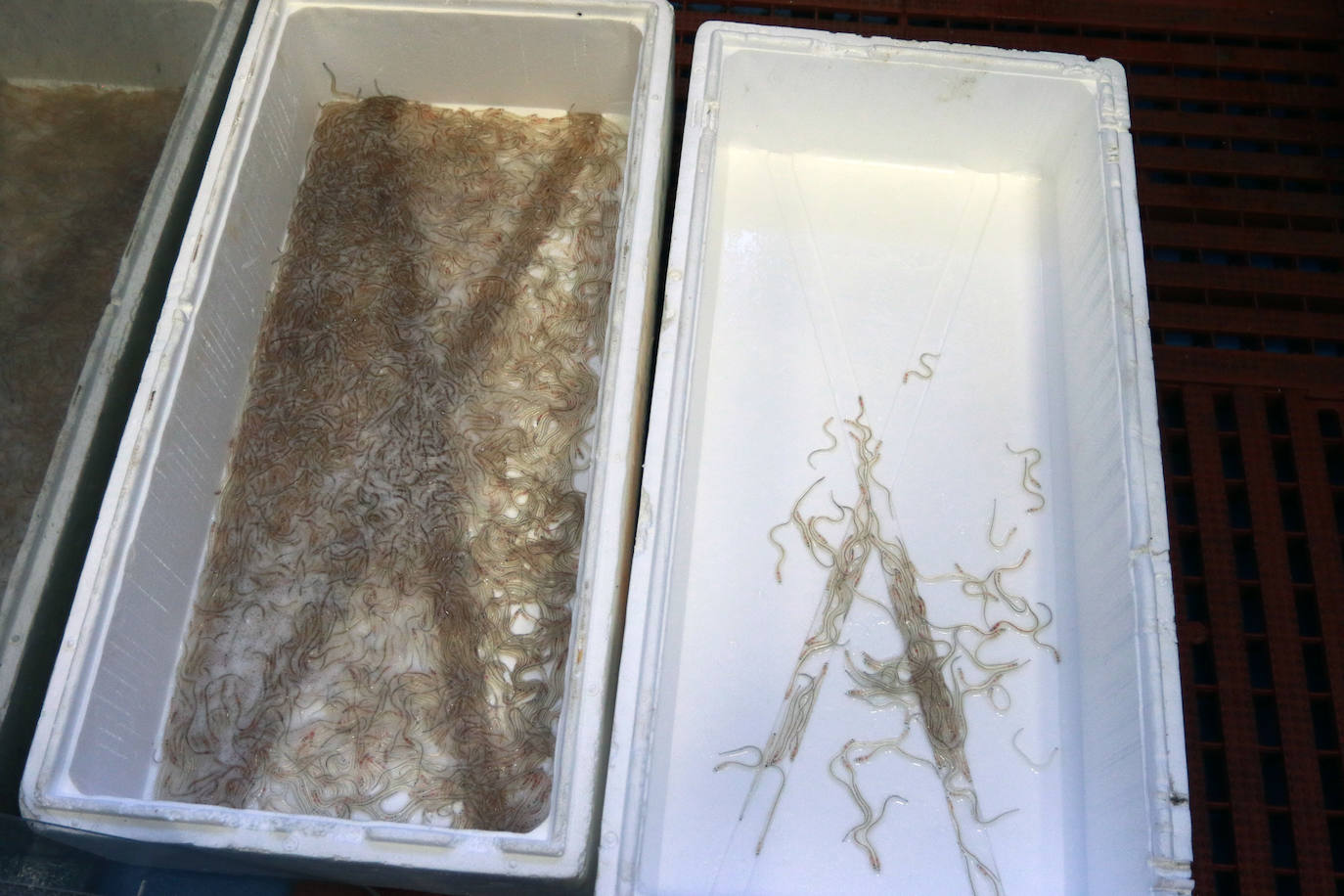 Fotos: Nuevo récord en Ribadesella: la primera angula a 7.280 euros el kilo