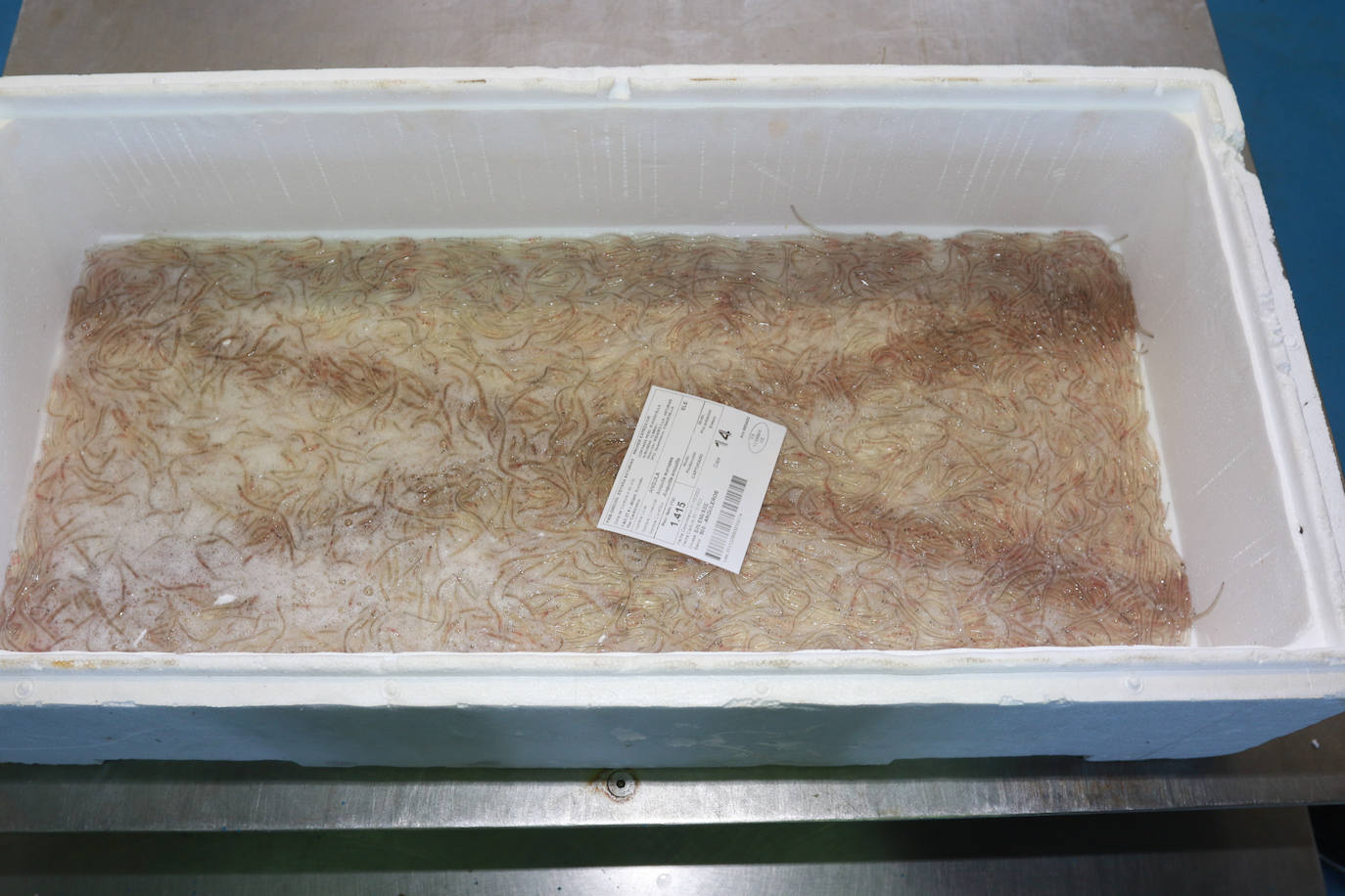 Fotos: Nuevo récord en Ribadesella: la primera angula a 7.280 euros el kilo