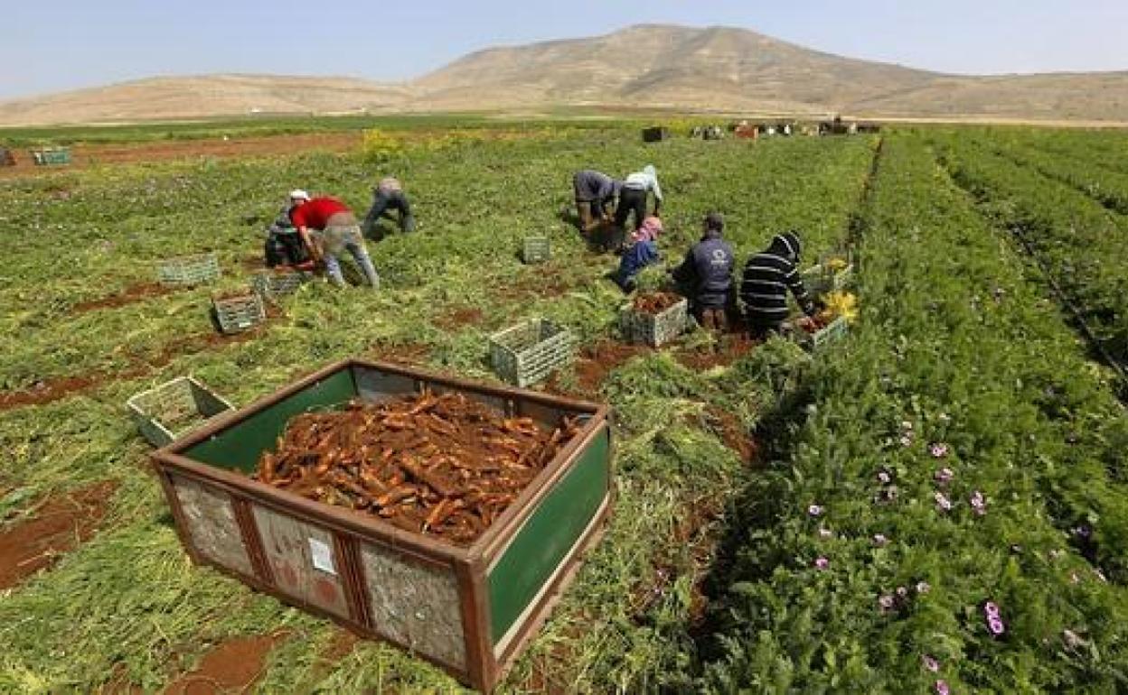 Jornaleros trabajando en el campo 