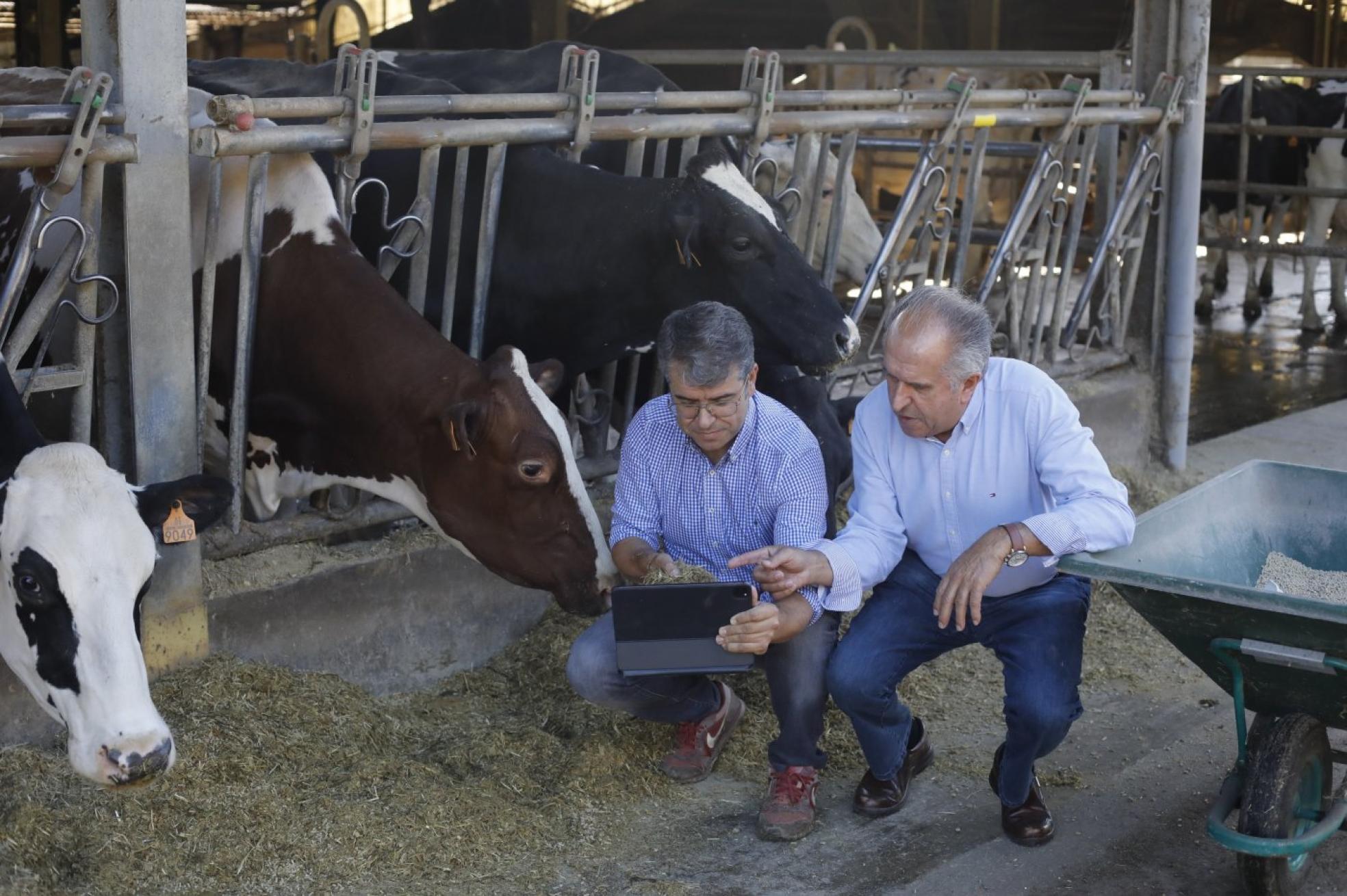 Paulino y José Ramón Badiola, dos generaciones al frente de su granja multipremiada en Condres, cebando a sus reses. 