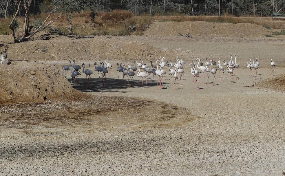 Un grupo de flamencos recorren una laguna completamente seca en La Cañada de los Pájaros, un humedal de La Puebla del Río (Sevilla) junto al Espacio Natural de Doñana.