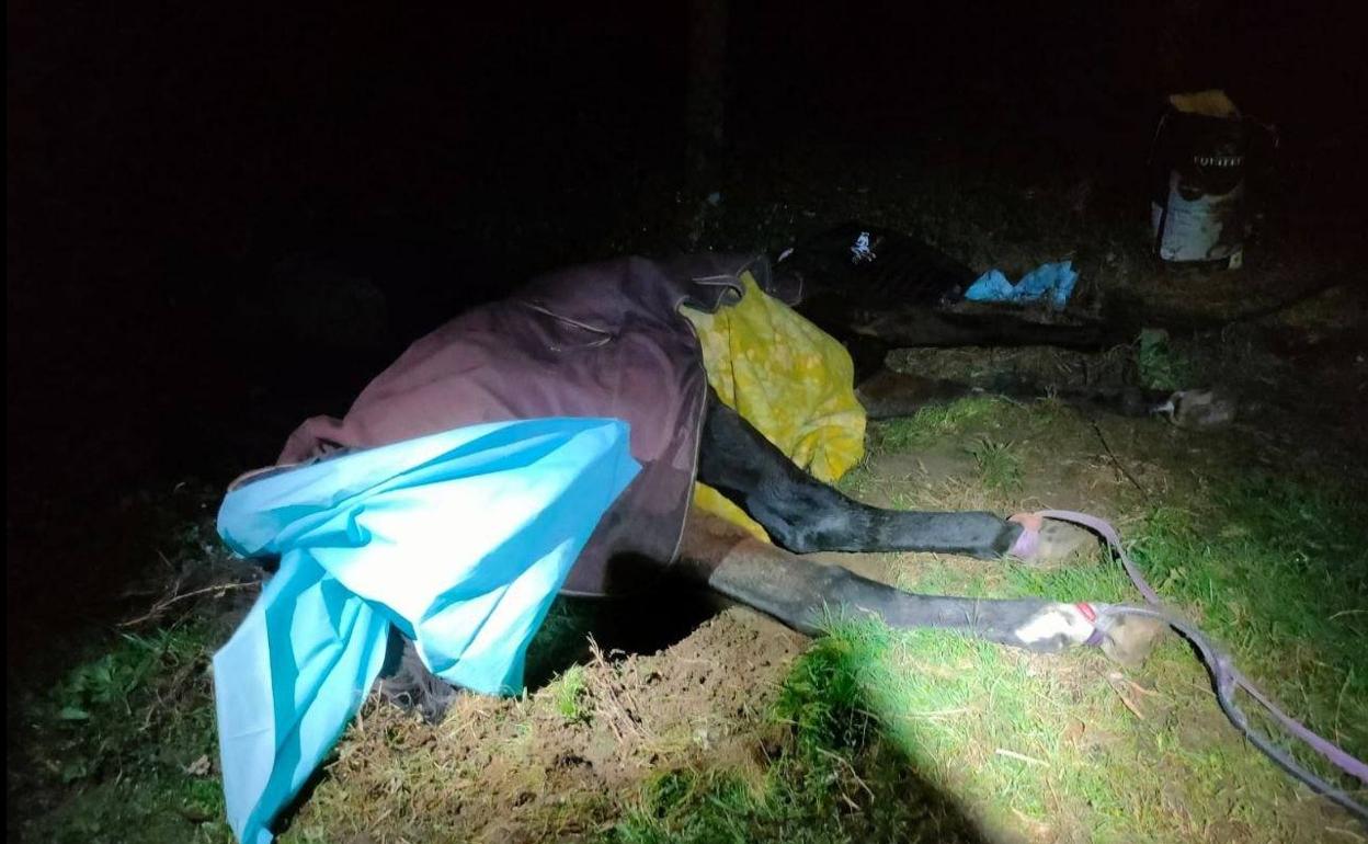 El caballo, atrapado en la carretera. 