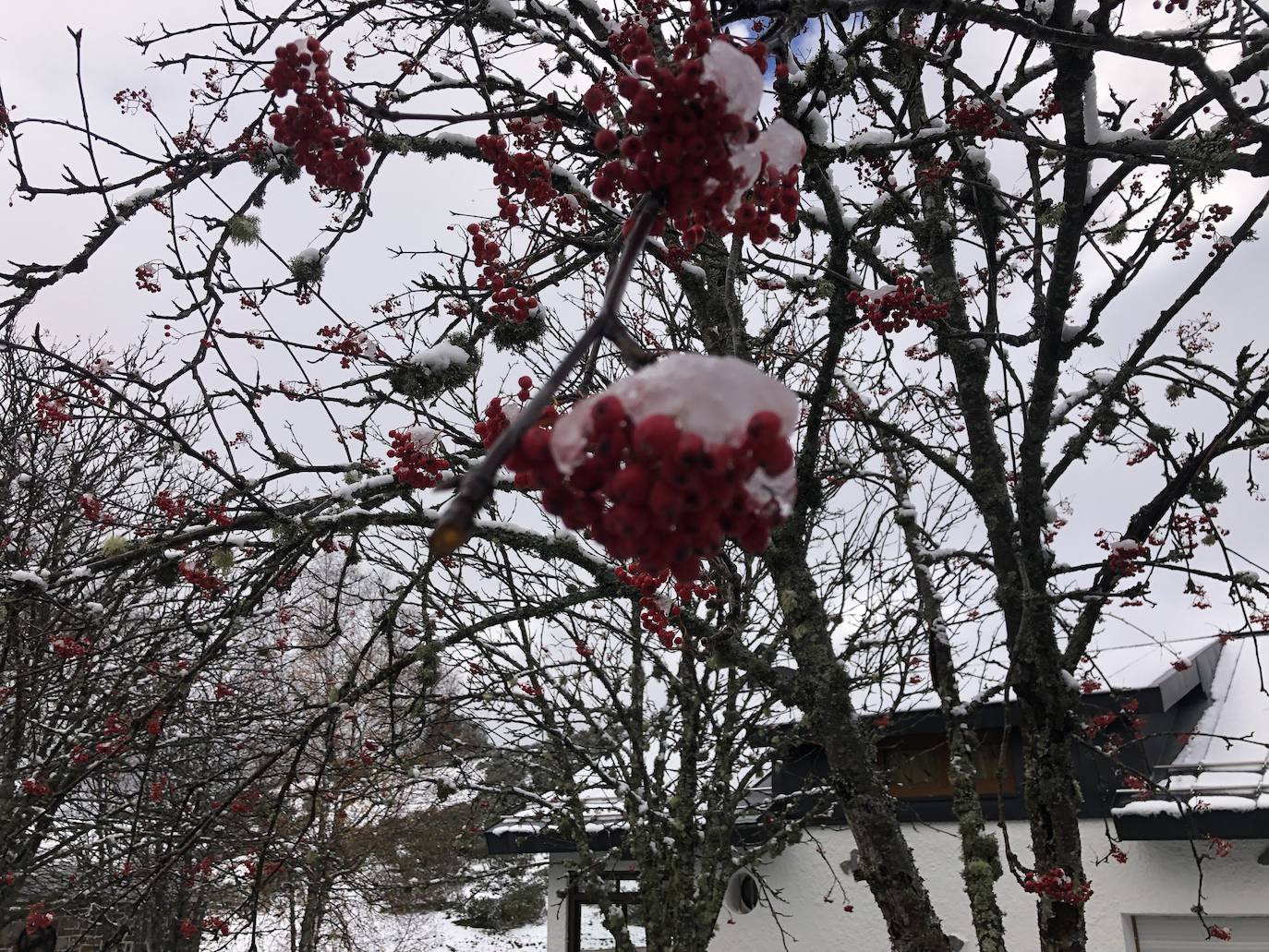 Fotos:Asturias luce las primeras nieves