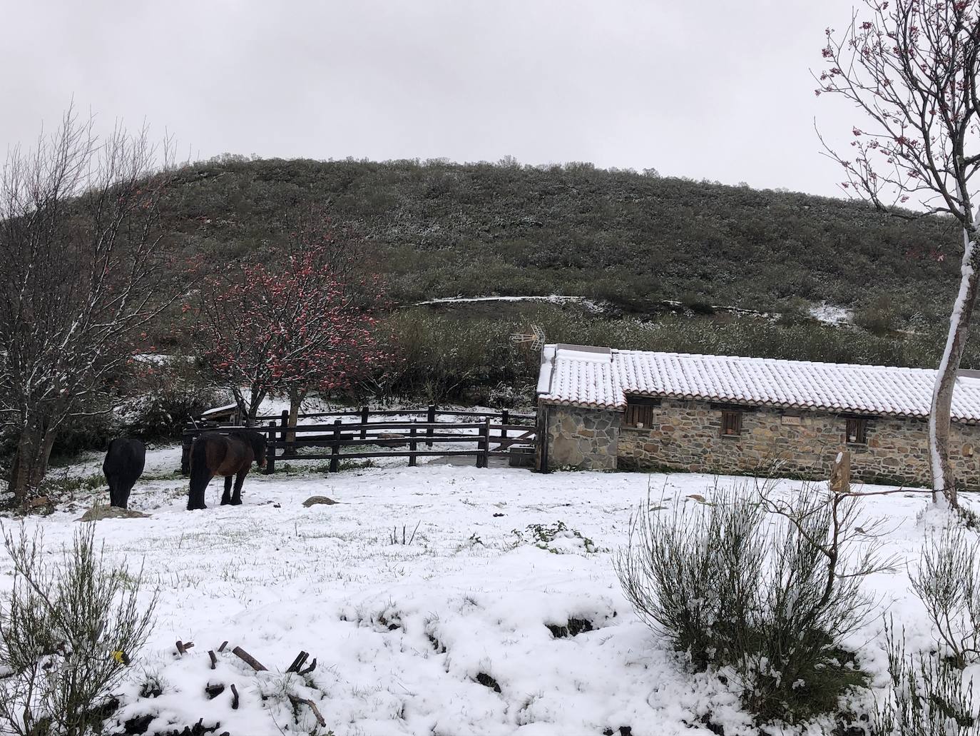 Fotos:Asturias luce las primeras nieves