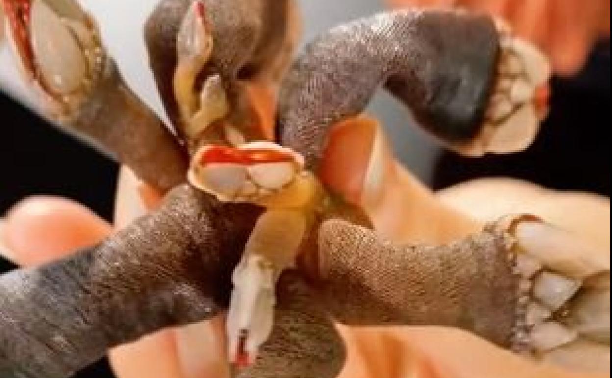 Los percebes y su parecido con los demogorgon de 'Stanger Things' 