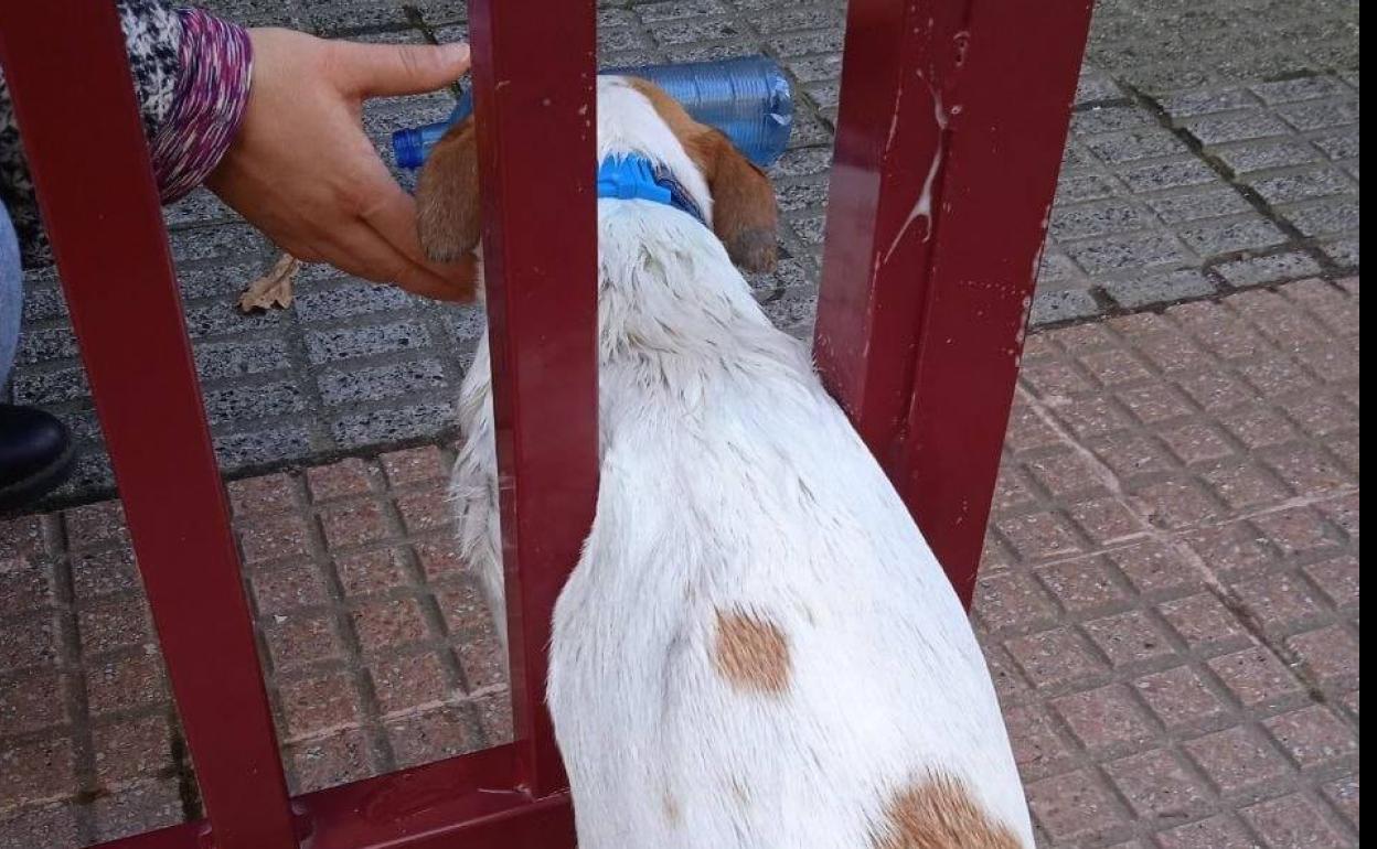 'Coco', atrapado entre los barrotes de una puerta metálica.