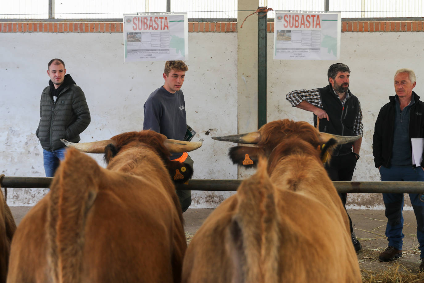 Fotos: Toros de raza casina por más 28.000 euros