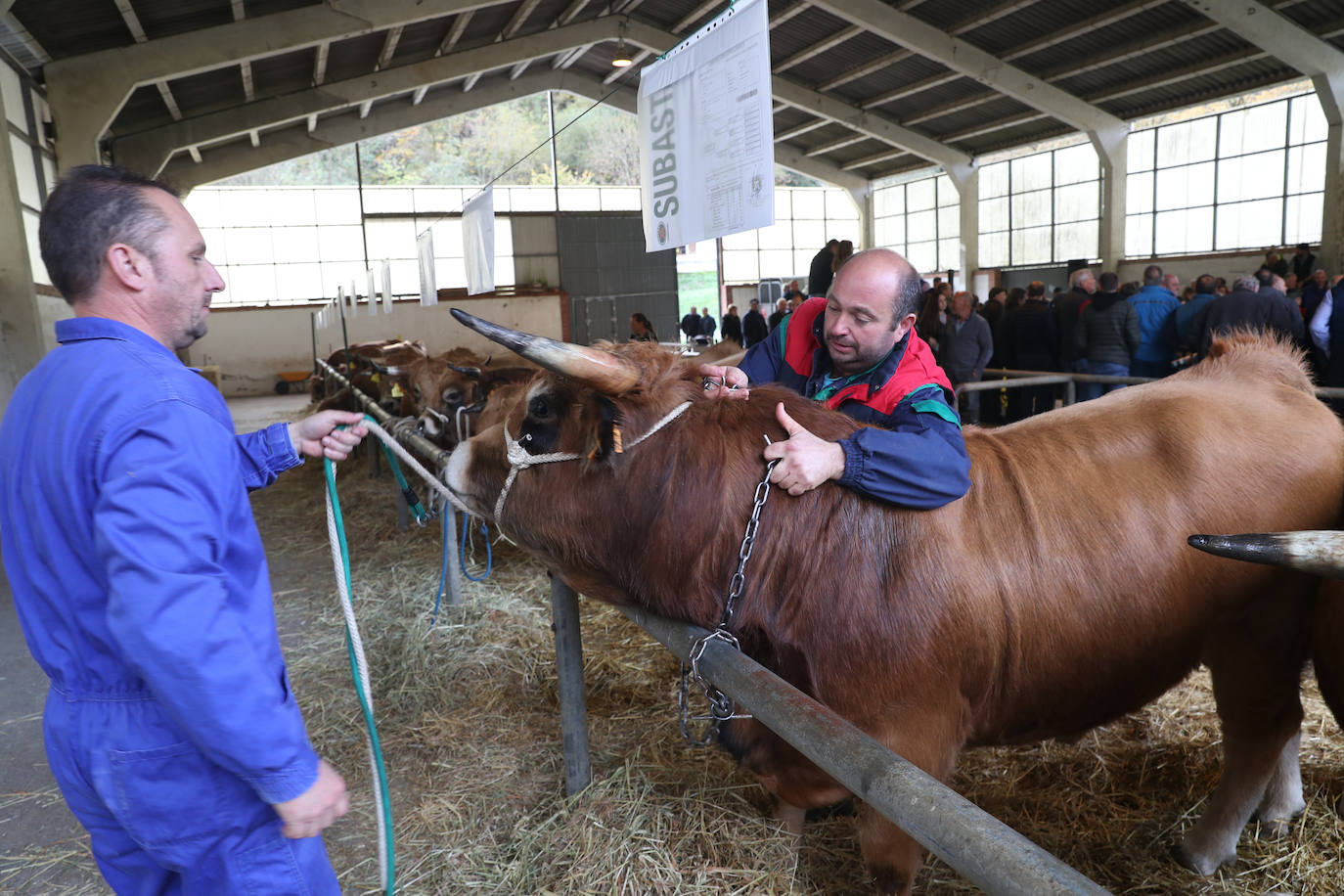 Fotos: Toros de raza casina por más 28.000 euros