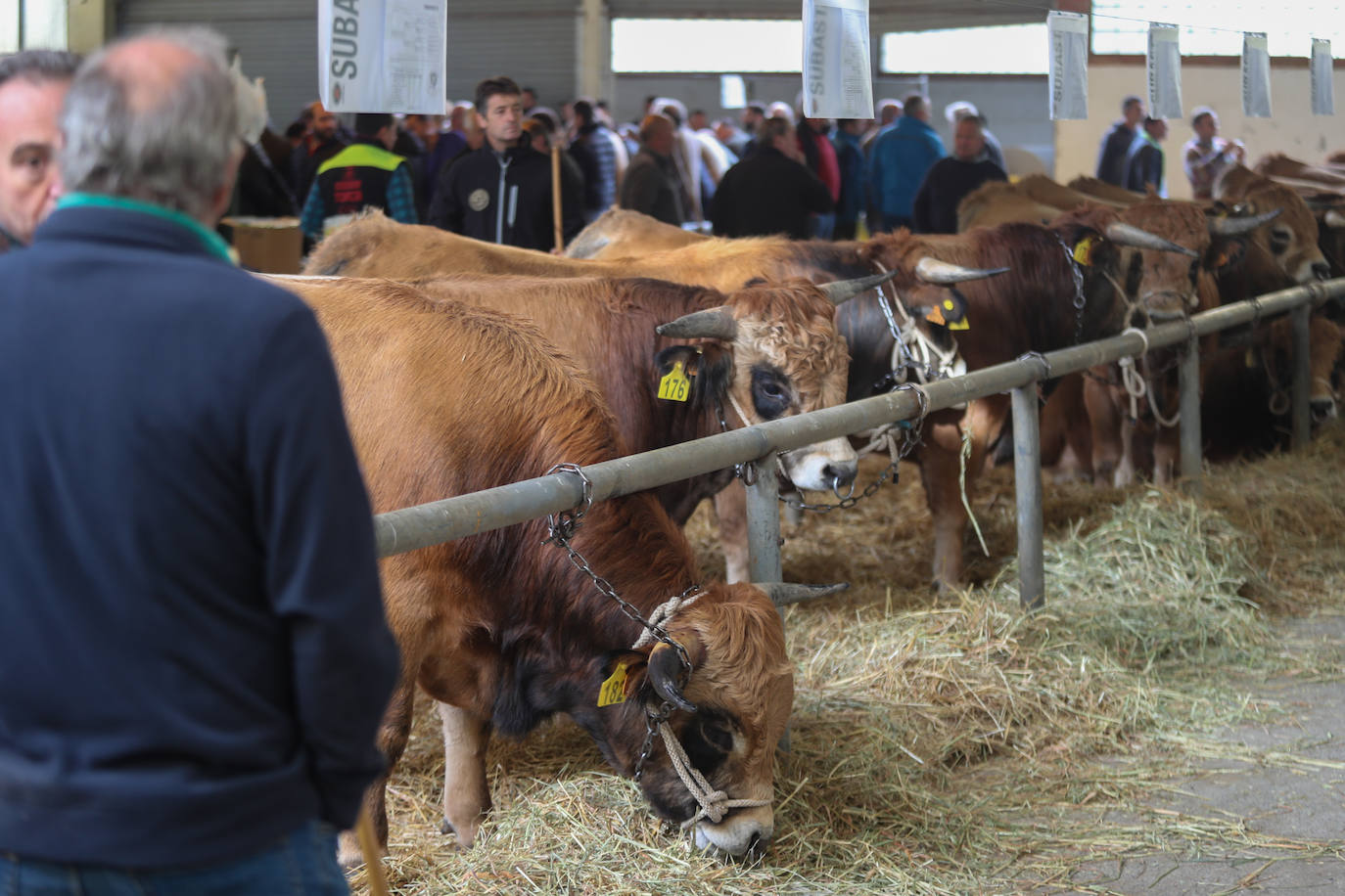 Fotos: Toros de raza casina por más 28.000 euros