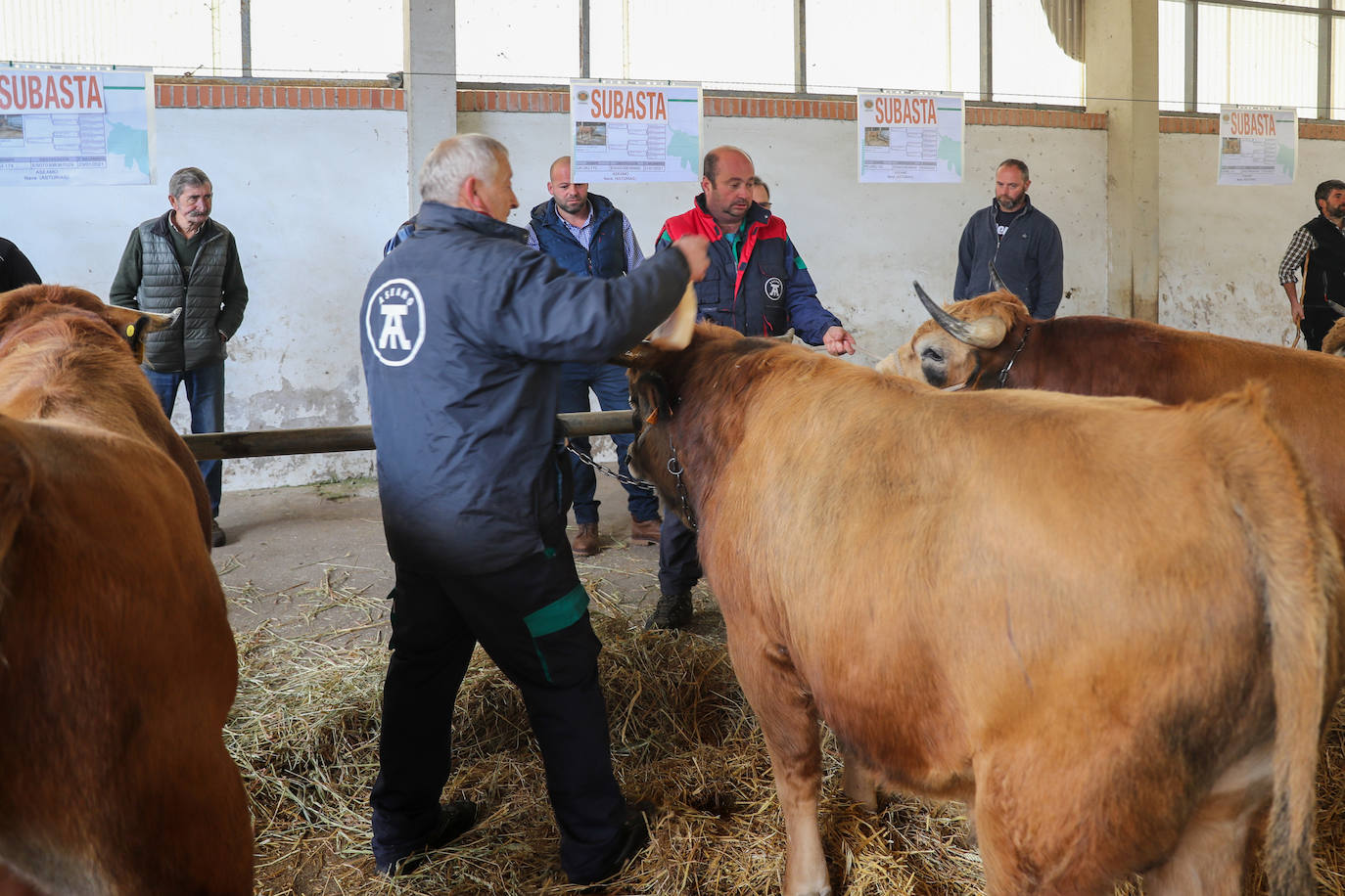 Fotos: Toros de raza casina por más 28.000 euros