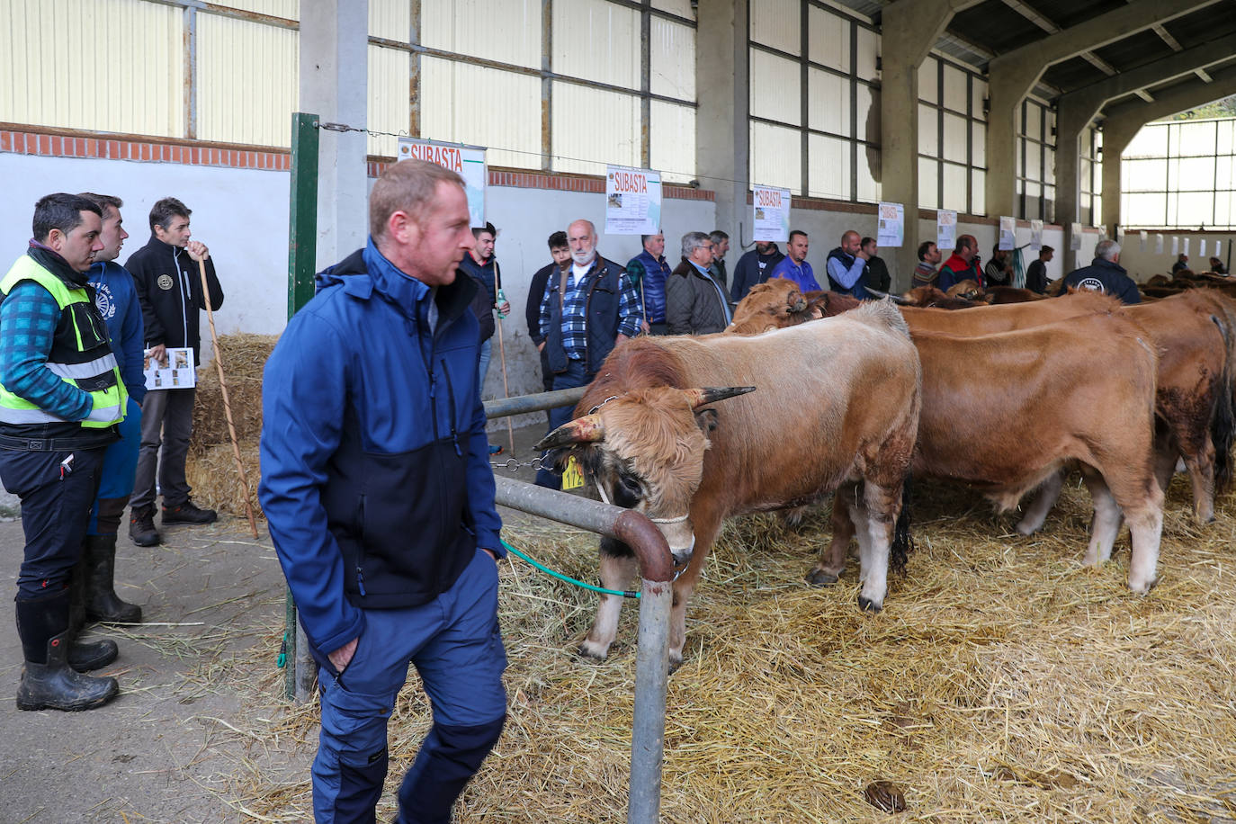 Fotos: Toros de raza casina por más 28.000 euros