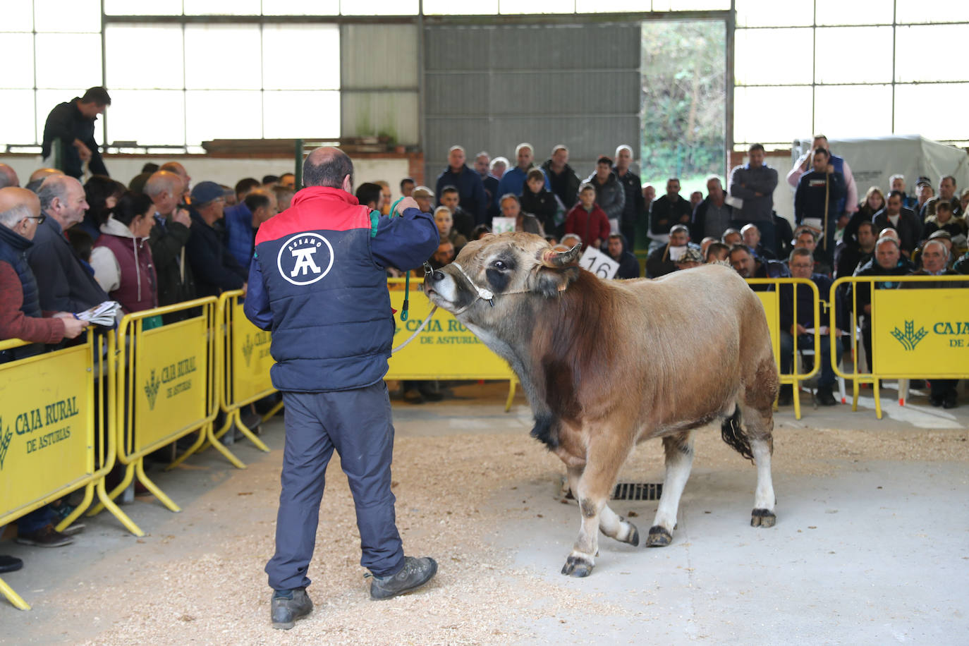 Fotos: Toros de raza casina por más 28.000 euros