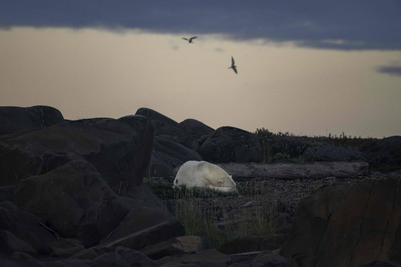 Un oso polar duerme en la costa de la bahía Hudson, cerca de Churchill, el lugar conocido como la capital mundial de los osos polares. 