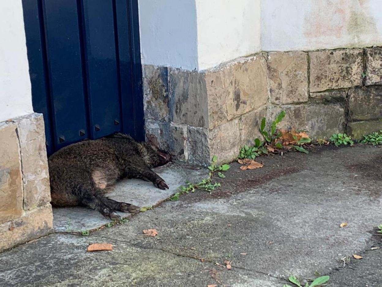 Un jabalí muerto, a la puerta de una casa en Somió