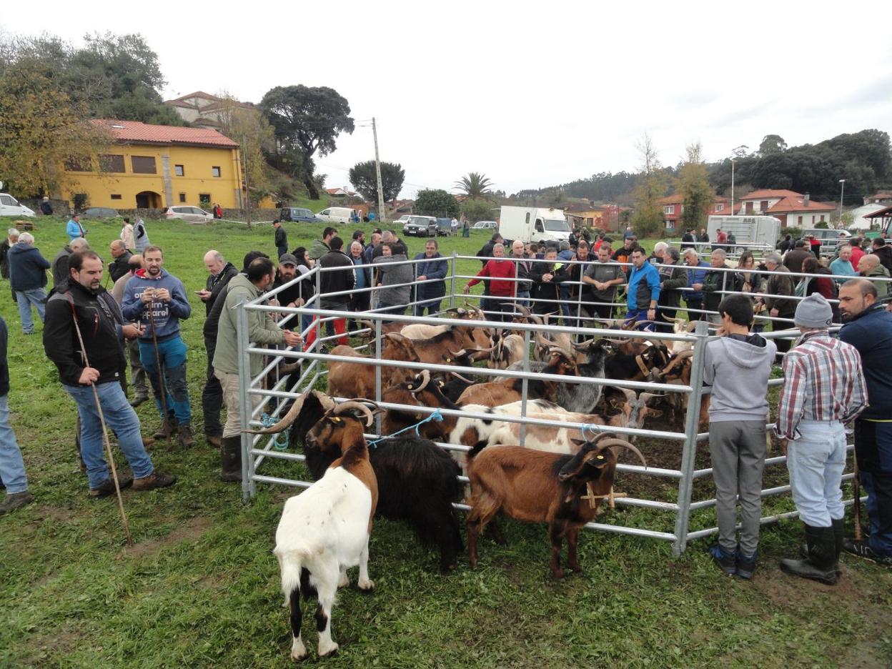 El corral de las cabras del país de Manuel Peláez Traviesa generó expectación entre los que acudieron a la feria de Santa Lucía. 