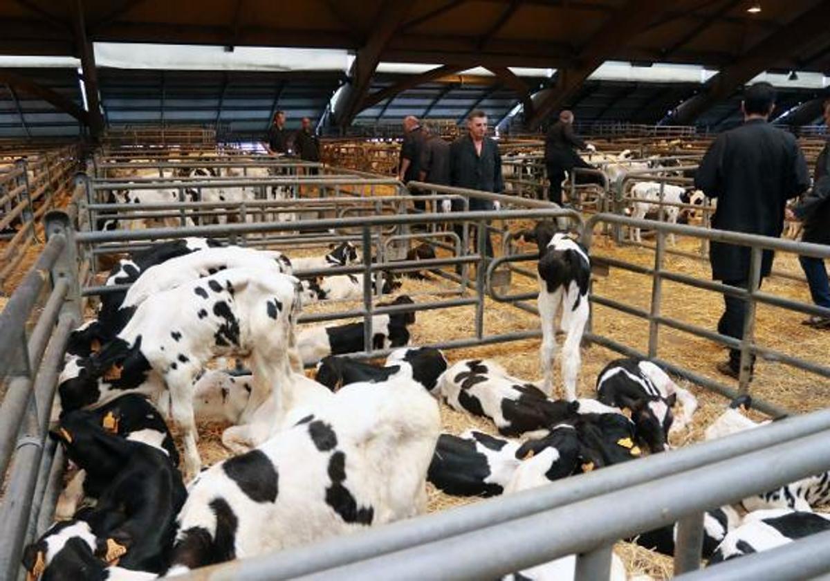 Nuevos pastos para el ganado, entre los posibles usos de la antigua mina de Cerredo