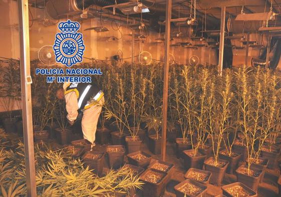 Así son las naves de Gijón donde un clan chino escondía 3.400 plantas de marihuana