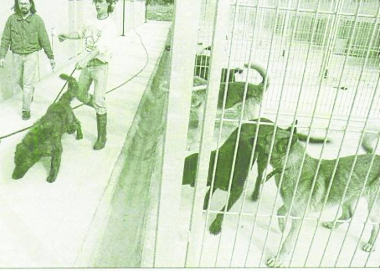 Dos empleados de la protectora trasladan los animales a Serín.