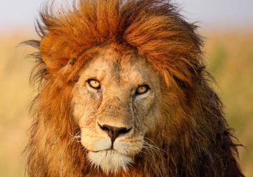 Muere 'el rey del Serengeti', el león más fotogénico de África | El  Comercio: Diario de Asturias