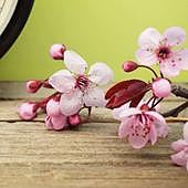 Lo que nos depara la primavera: eclipses, lluvias de meteoros y cambio de hora