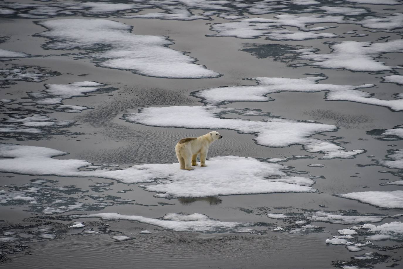 En imagen realizada el 17 de agosto de 2021, se ve un oso polar sobre témpanos de hielo en el Canal Británico en el archipiélago de Franz Josef Land el 16 de agosto de 2021.