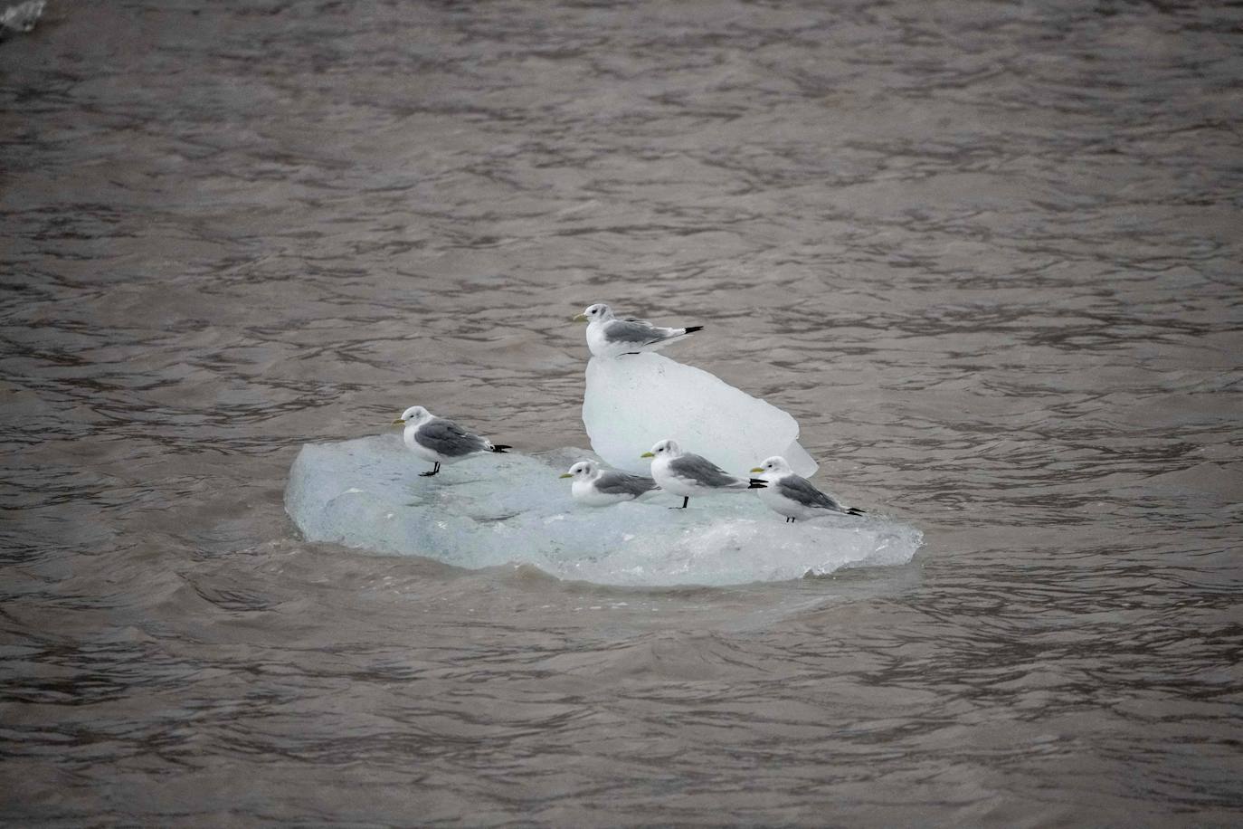 Las gaviotas flotan sobre un bloque de hielo más allá del glaciar Nordenskiold, cerca de Pyramiden, Svalbard, un archipiélago noruego el 22 de septiembre de 2021.
