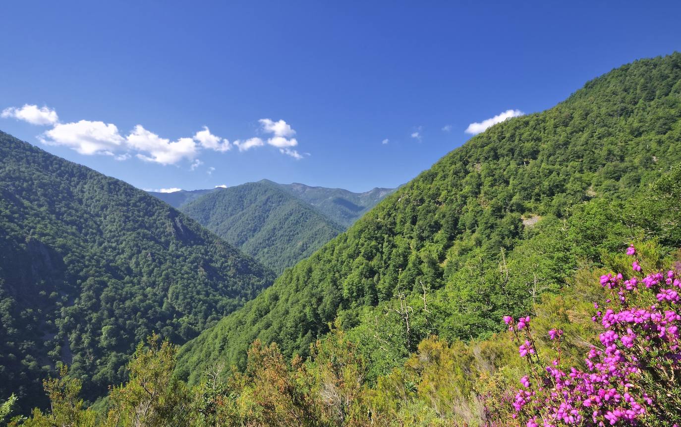 Un paseo por los bosques asturianos