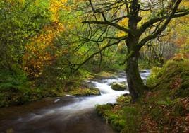 Un paseo por los bosques asturianos
