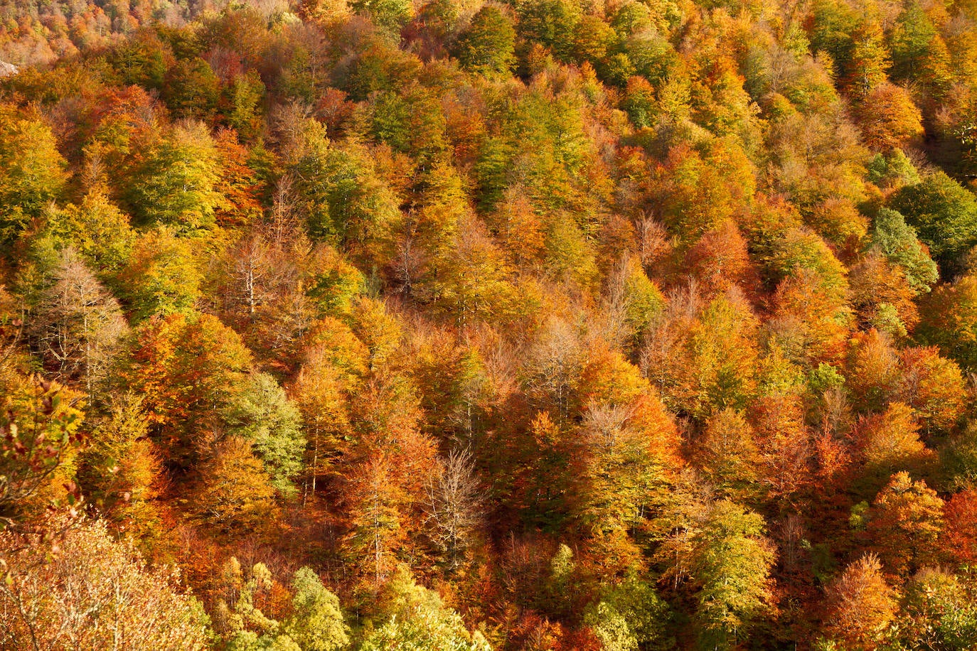 Un paseo por los bosques asturianos