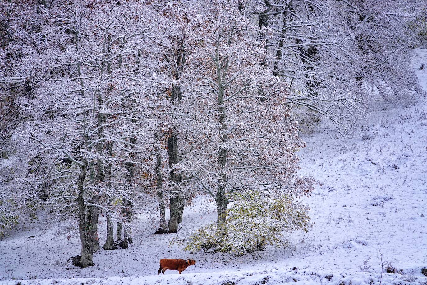 Un paseo por los bosques asturianos