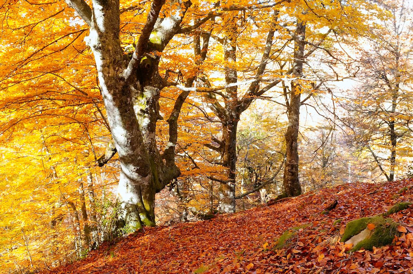 Un paseo por los bosques asturianos