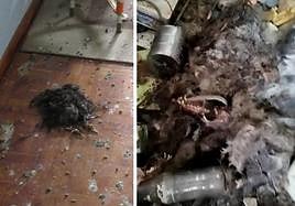 Cadáveres de animales hallados en la vivienda de Villaviciosa.