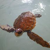 Una cría de tortuga, primera inquilina del centro de recuperación de animales del Acuario