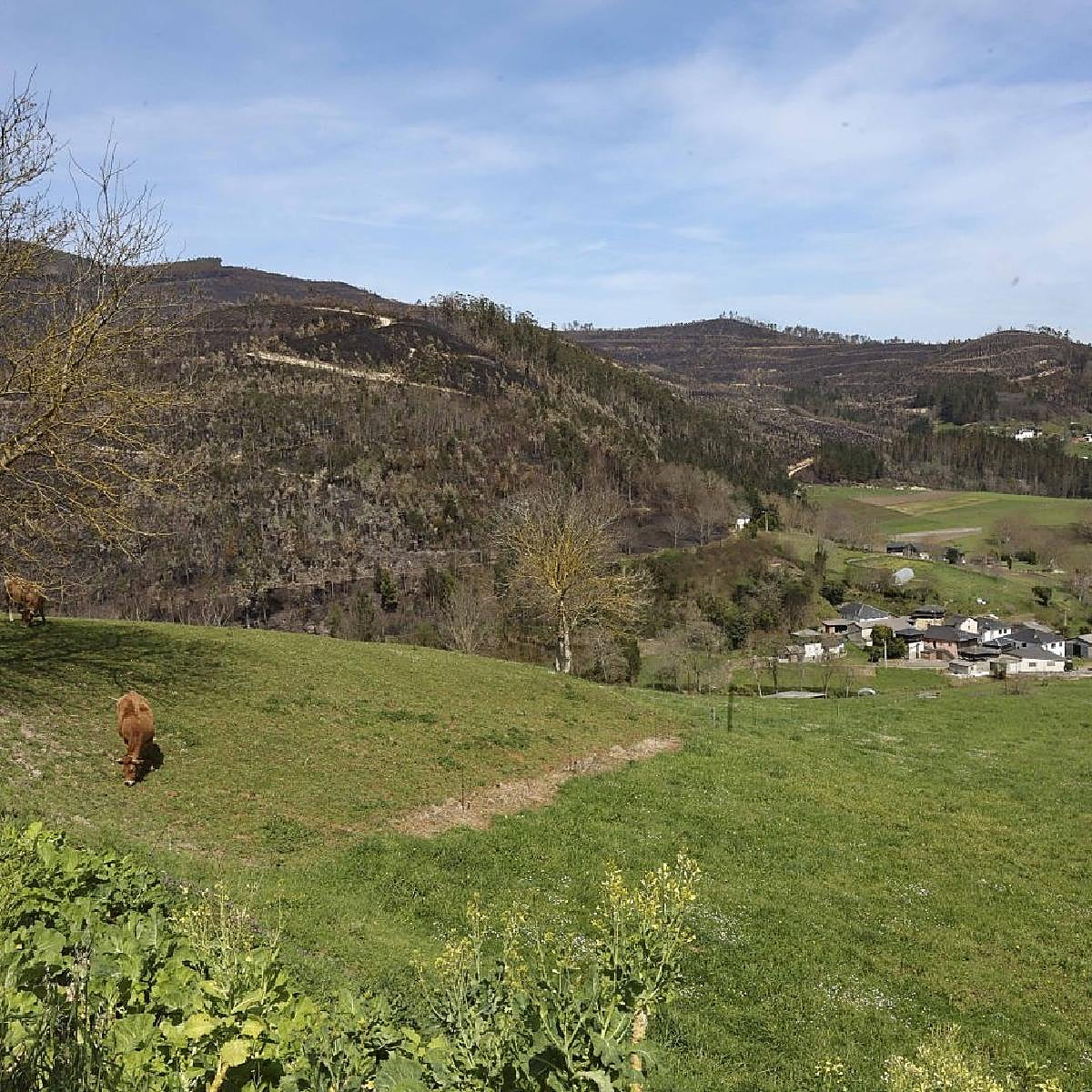 Cooperativas y empresas forestales llevan 10 meses sin contrato fijo contra el fuego